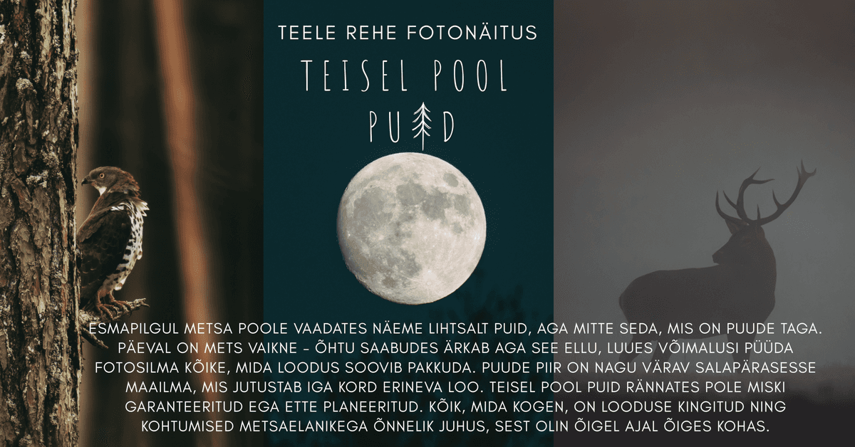 Teele Rehe fotonäitus „Teisel pool puud“