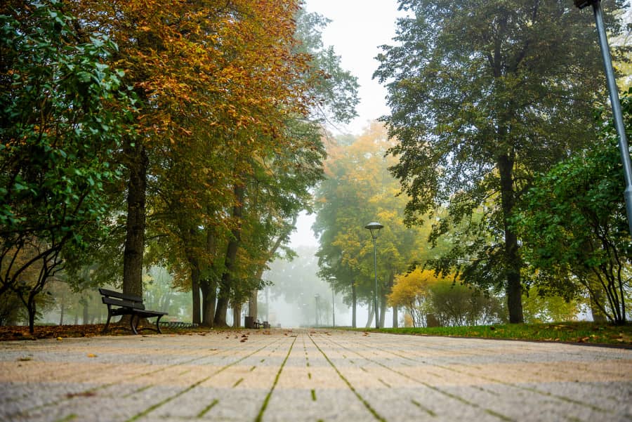Druskininkai erilised puud